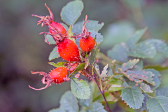Apple Rose [Rosa villosa?]