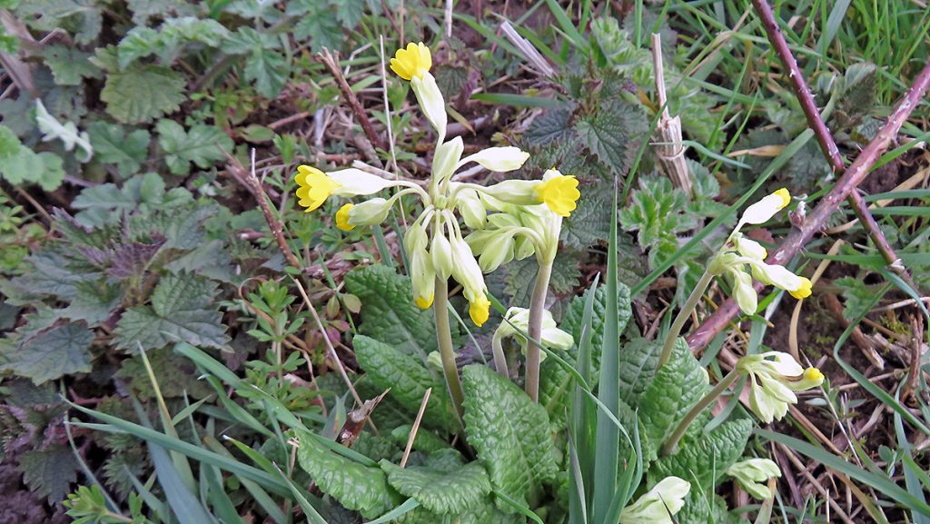 Cowslips on Banstead Downs