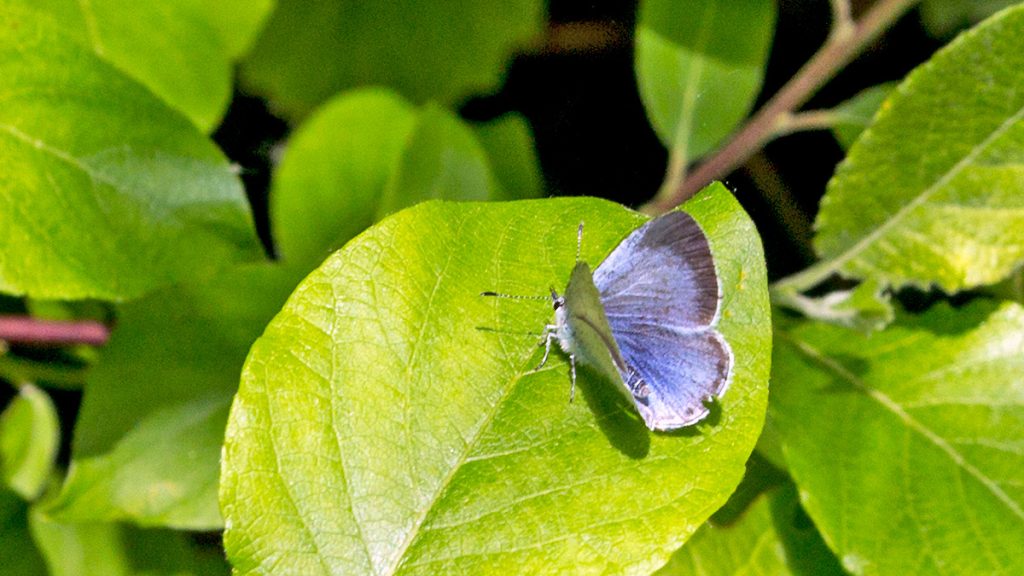 Holly Blue butterfly resting on a leaf