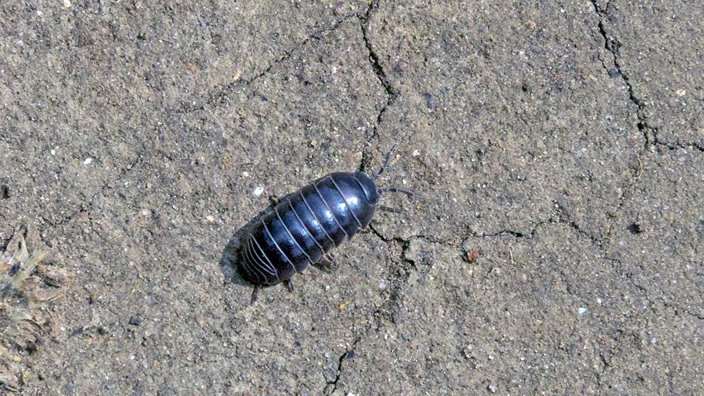 Common Pill Woodlouse crossing a path