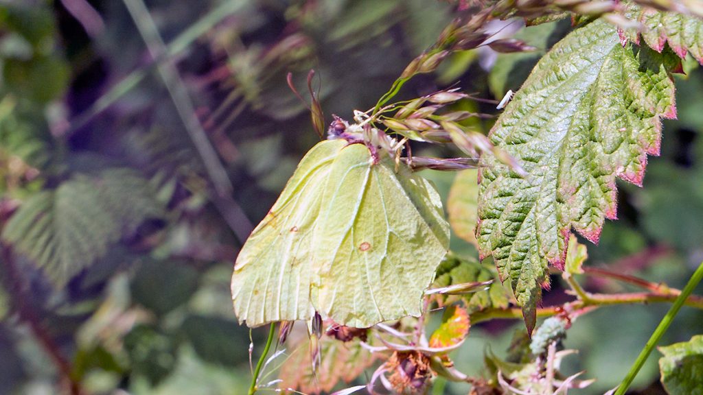 Brimstone butterfly perfectly camouflaged