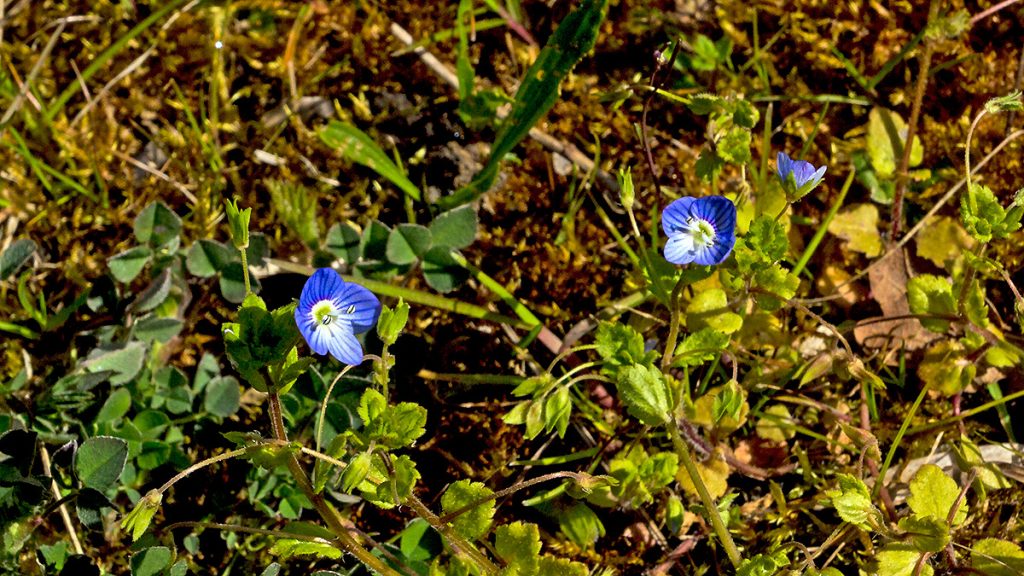 Common Field Speedwell flowers