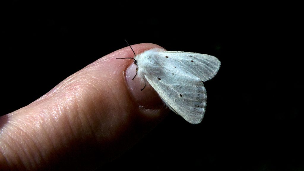 Muslin Moth