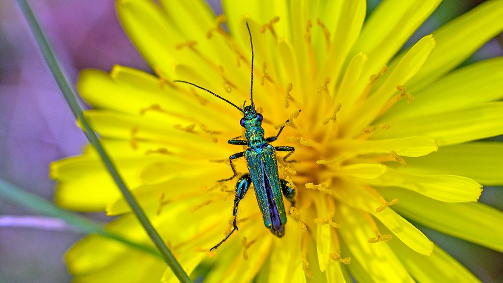 Swollen-thighed Beetle on a dandelion flower