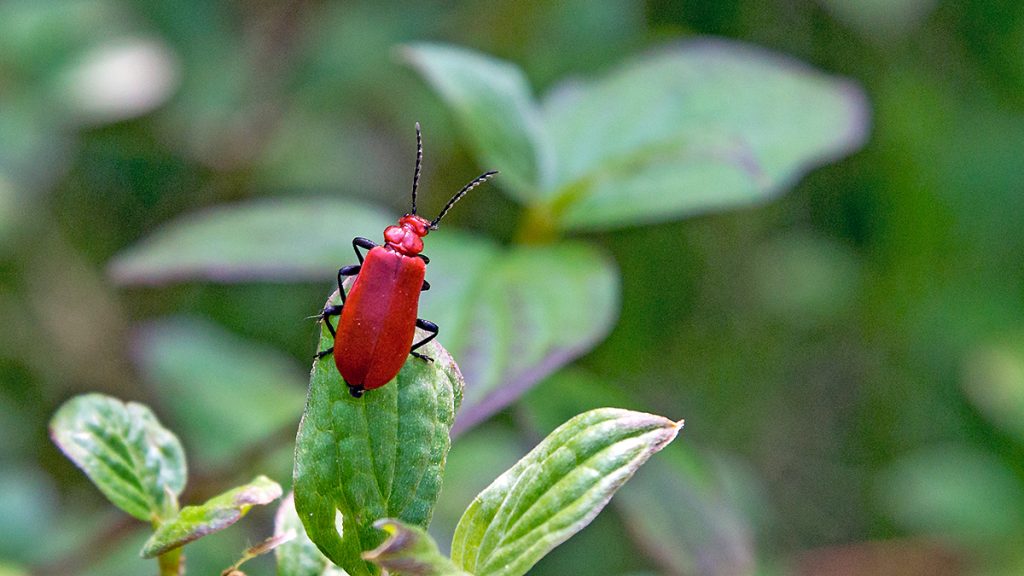 Red-headed Cardinal Beetle on a Common Dogwood leaf