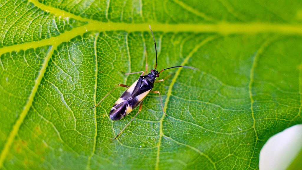 Four-spotted Oak Bug on an English Oak leaf