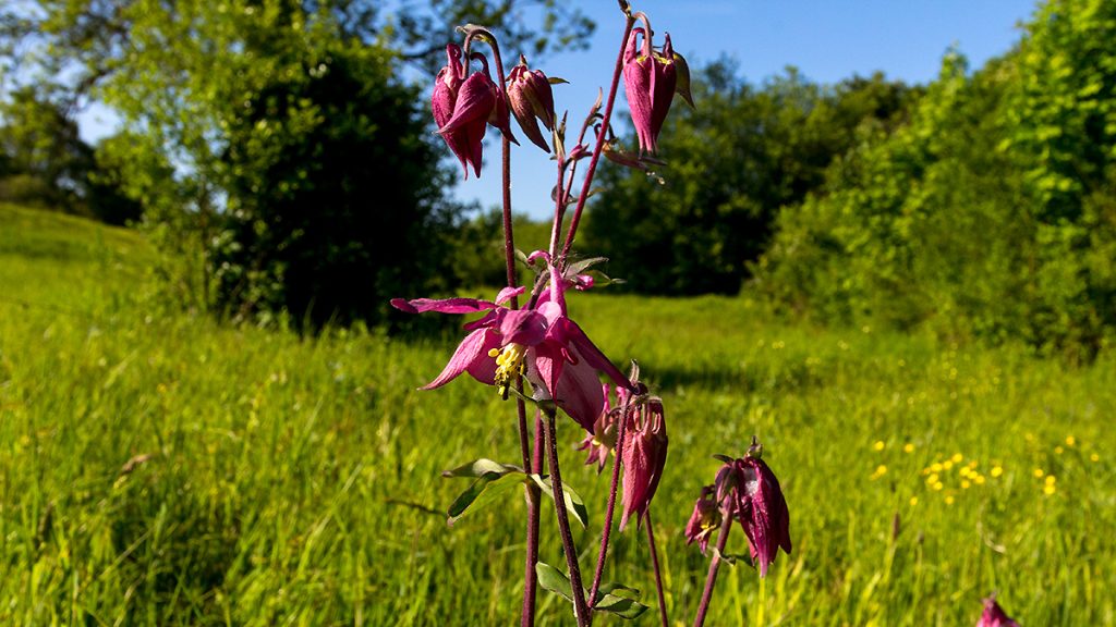 Common Columbine on Banstead Downs