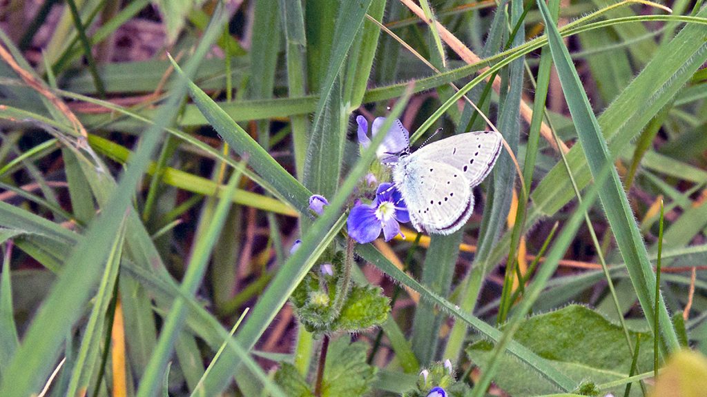 Small Blue female on Germander Speedwell flower