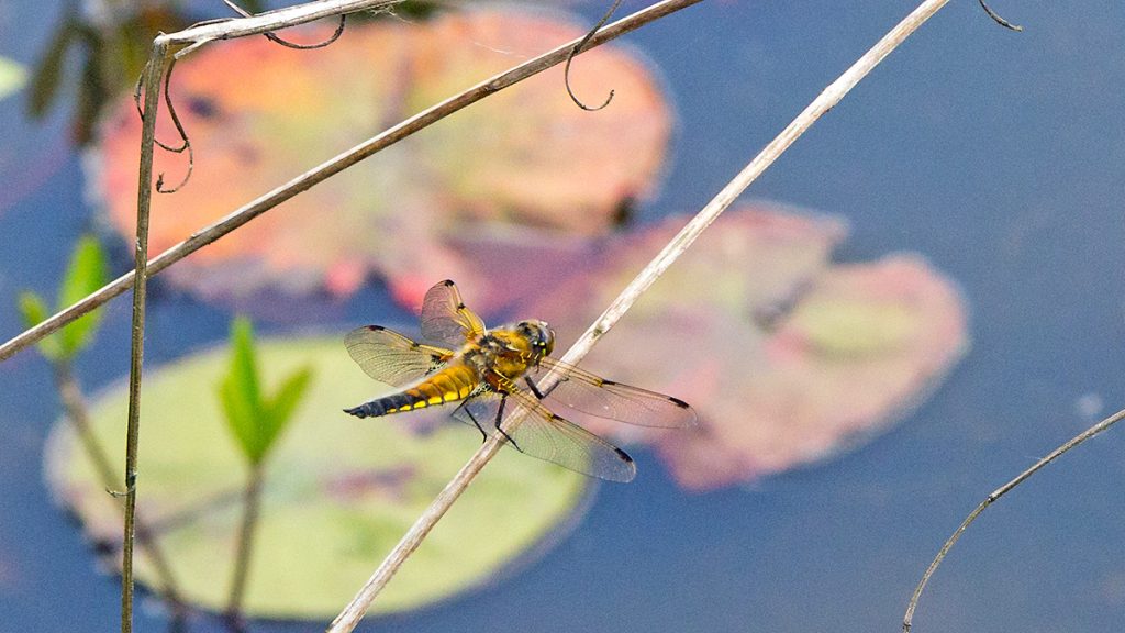 Four-spotted Chaser dragonfly resting on sedge