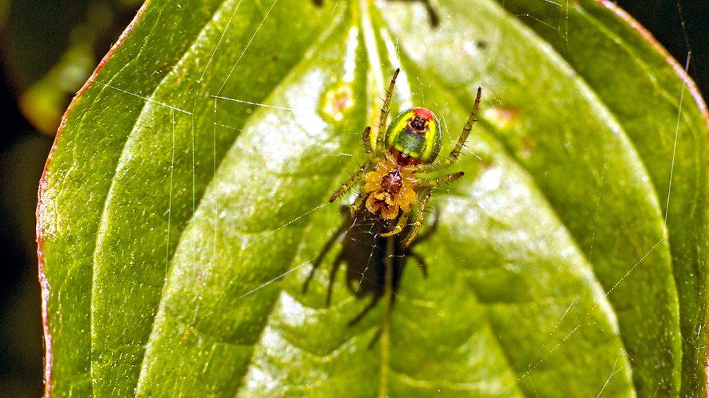Cucumber Green Spider on its web