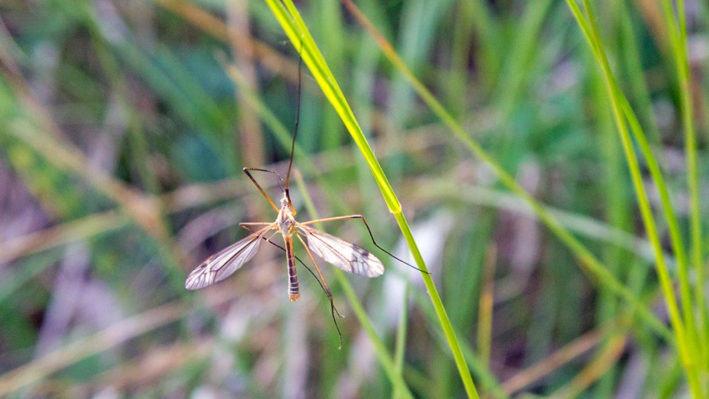 Black-striped Cranefly resting on a grass blade