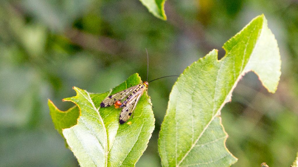 male Scorpion Fly