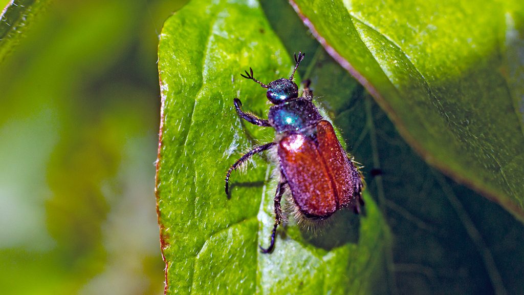 Garden Chafer beetle