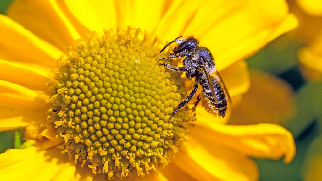 Patchwork Leafcutter Bee collecting pollen