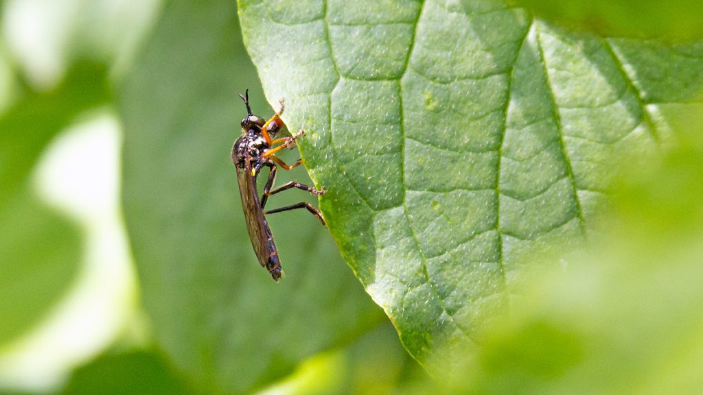 Common Red-legged Robberfly
