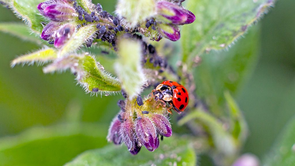Harlequin Ladybird preying on Black Bean Aphids