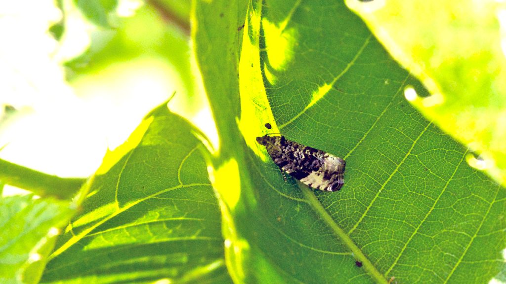 Plum Tortrix moth on a Sweet Chestnut leaf