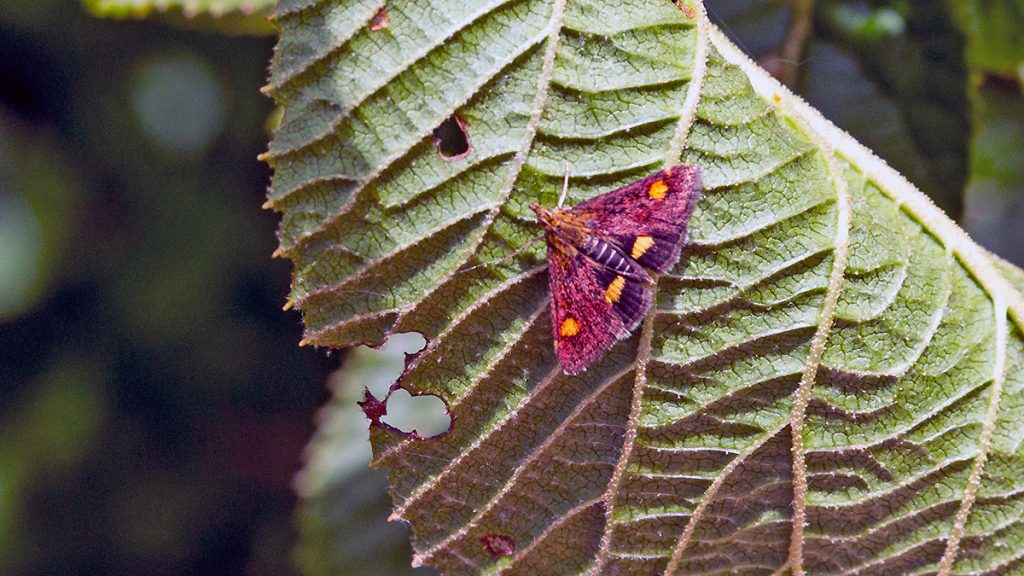 Mint Moth resting on a leaf