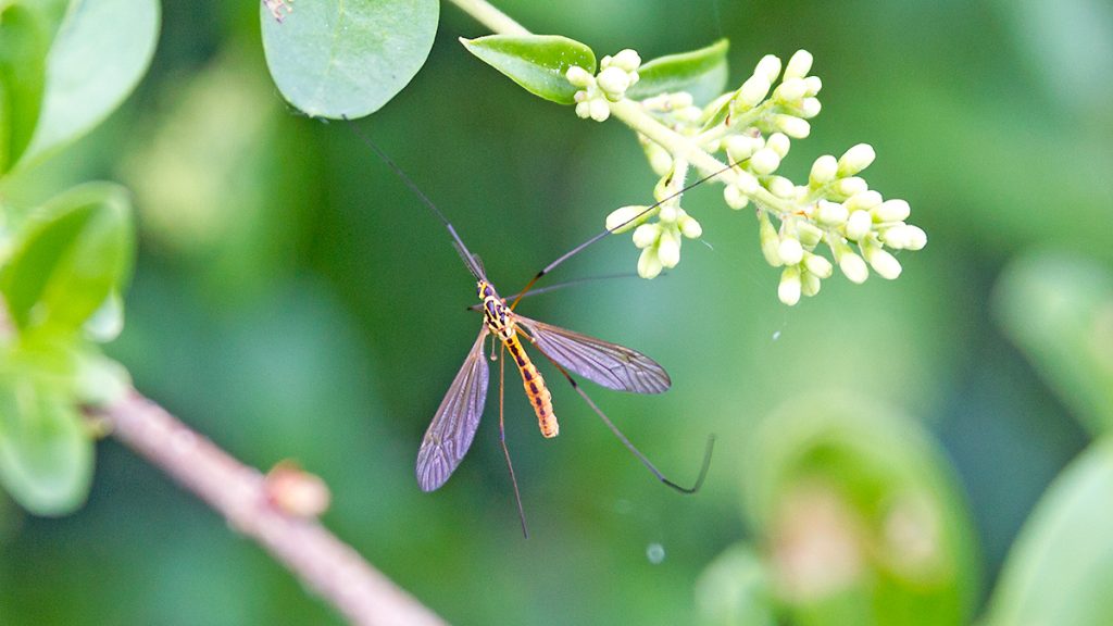 Tiger Cranefly resting on Common Privet