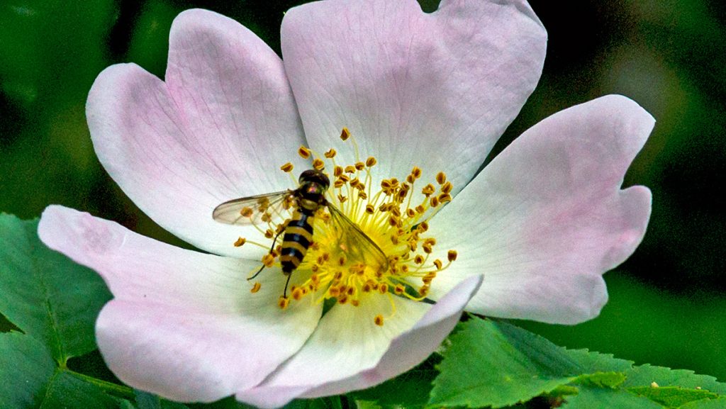 Banded Thintail hoverfly on a Dog Rose flower