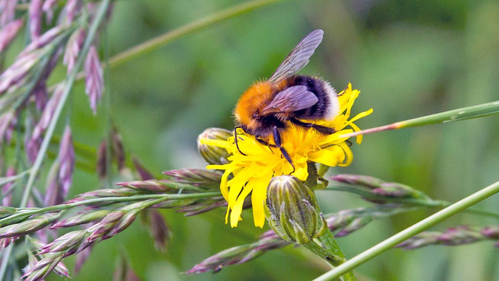 female Tree Bumblebee on a yellow flower
