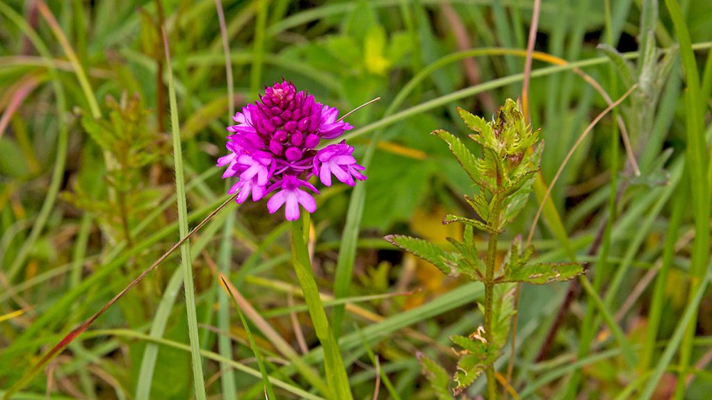 Pyramidal Orchid on Banstead Downs