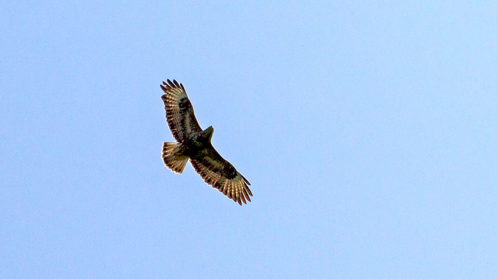 Common Buzzard circling over Banstead Downs