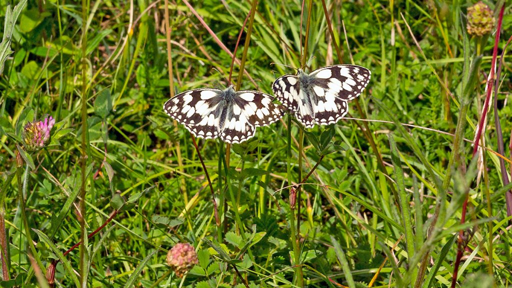 Marbled White butterflies