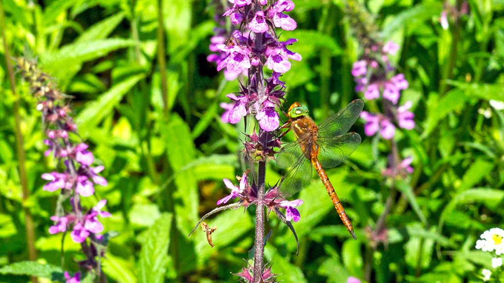 Norfolk Hawker dragonfly