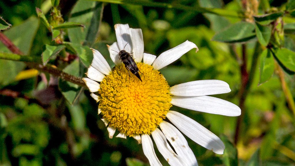 tumbling flower beetle on an Ox-eye Daisy
