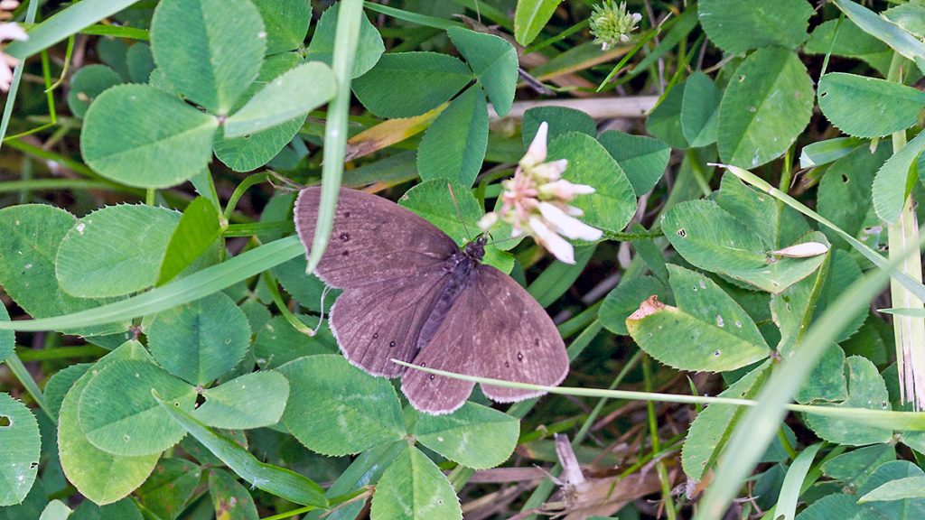 Ringlet butterfly on a White Clover flower
