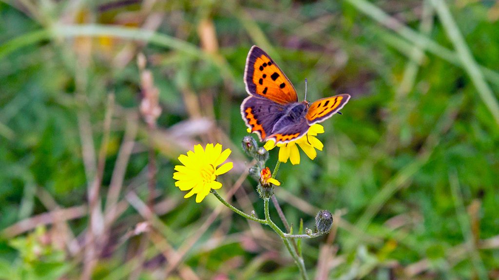 Small Copper butterfly on a Smooth Hawk's-beard flower
