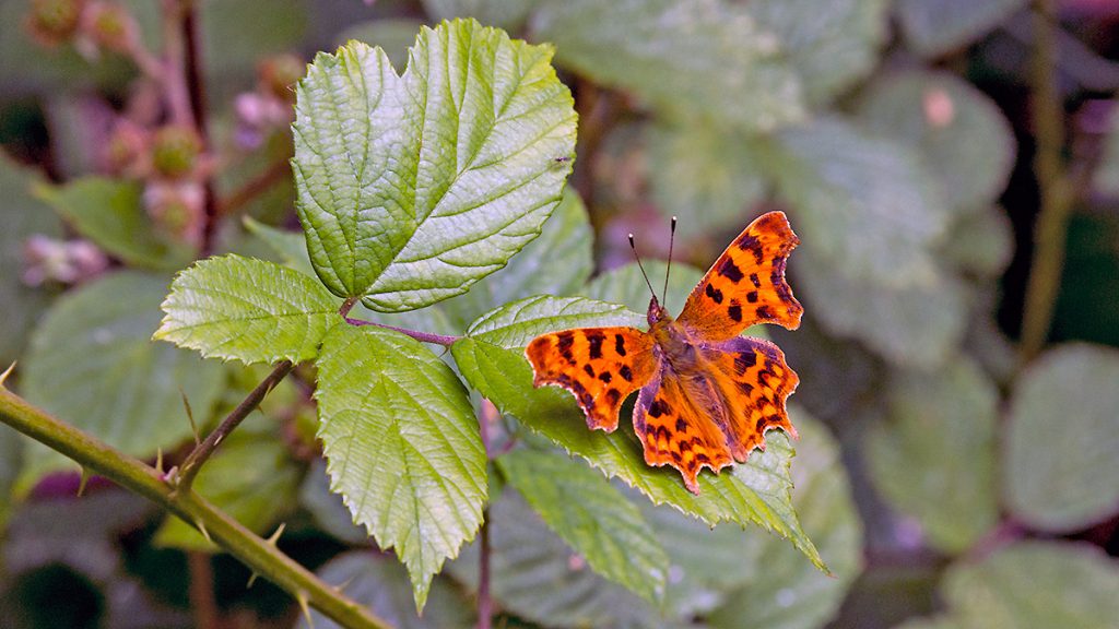 Comma butterfly resting on a bramble leaf