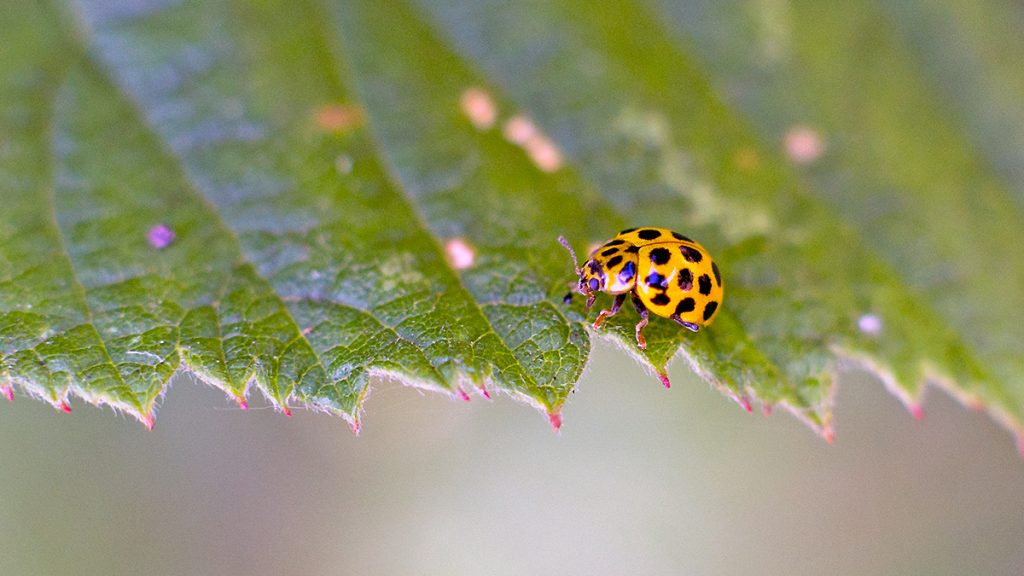 22-spotted Ladybird on a bramble leaf