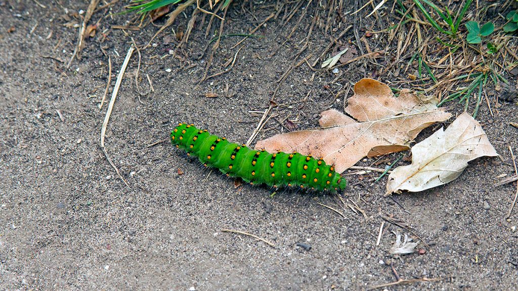 Small Emperor Moth caterpillar