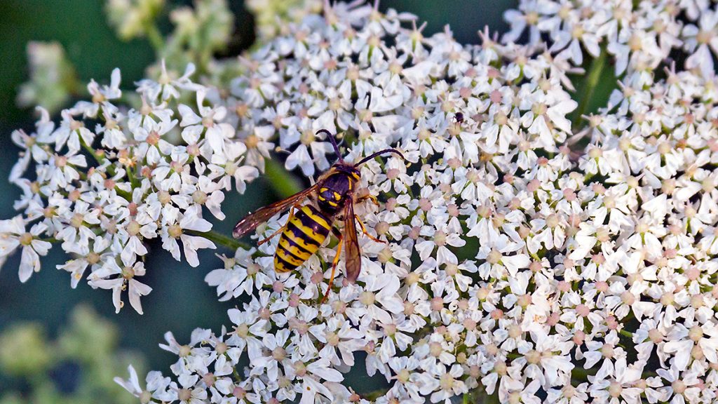 Median Wasp on Hogweed