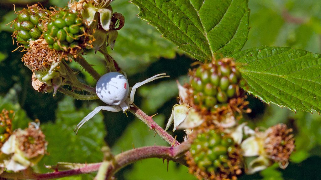 Flower Crab Spider on bramble cane