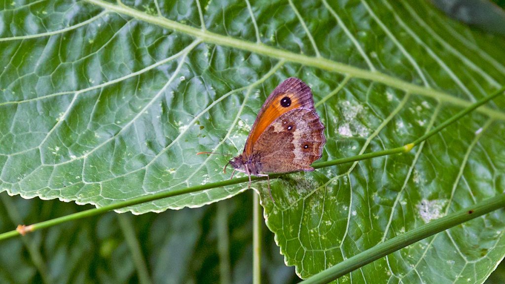 Gatekeeper butterfly on a grass stem in front of Horseradish leaf