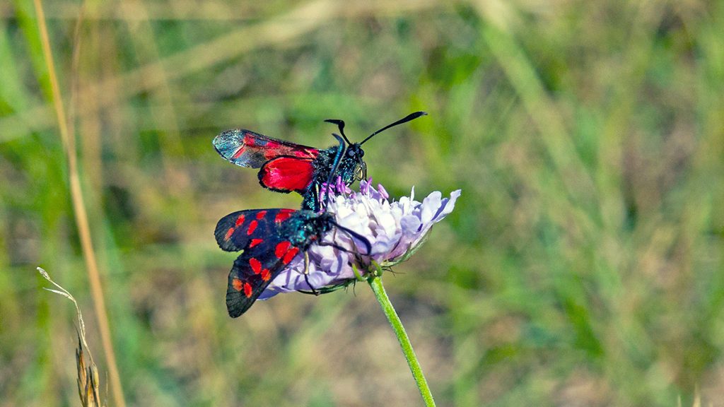 Six-spot Burnet moths on Small Scabious flower