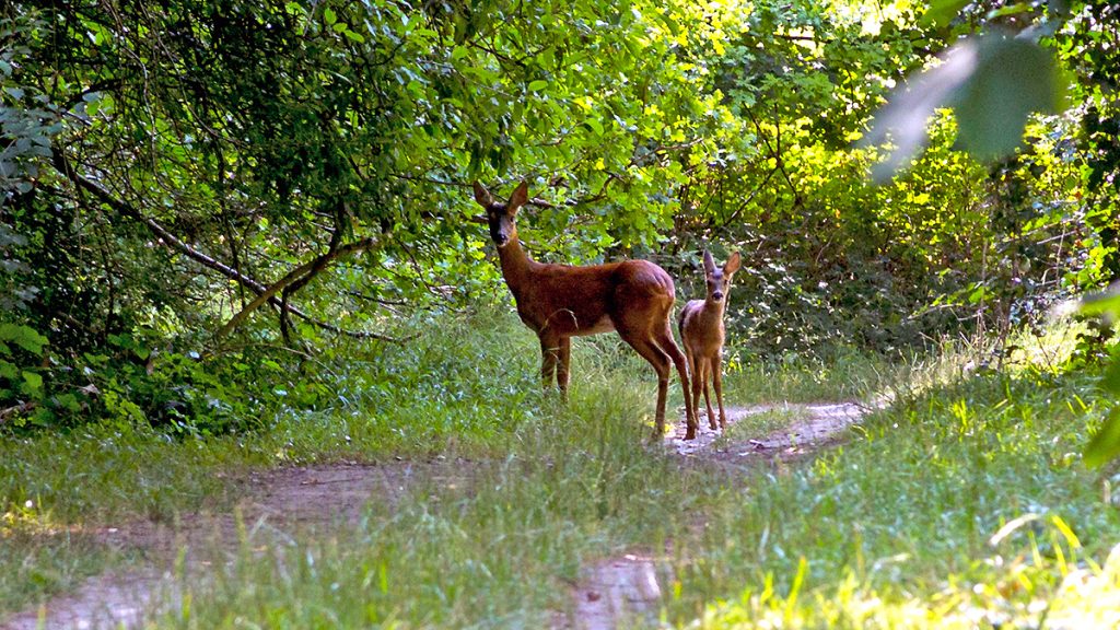Roe Deer and fawn on Banstead Downs