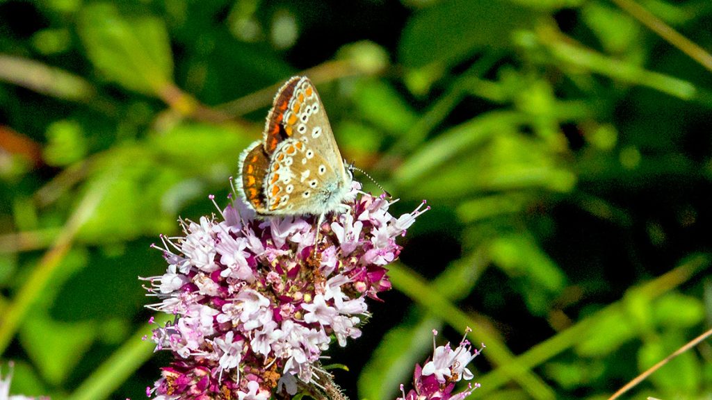 Brown Argus butterfly on Wild Marjoram flower