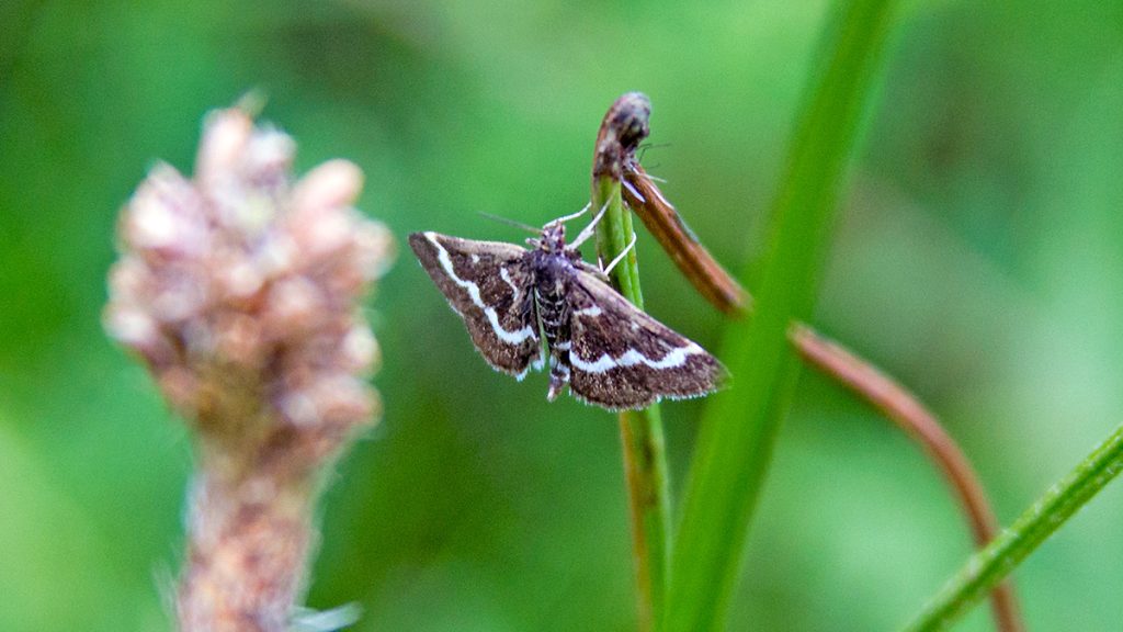 Wavy-barred Sable moth at rest