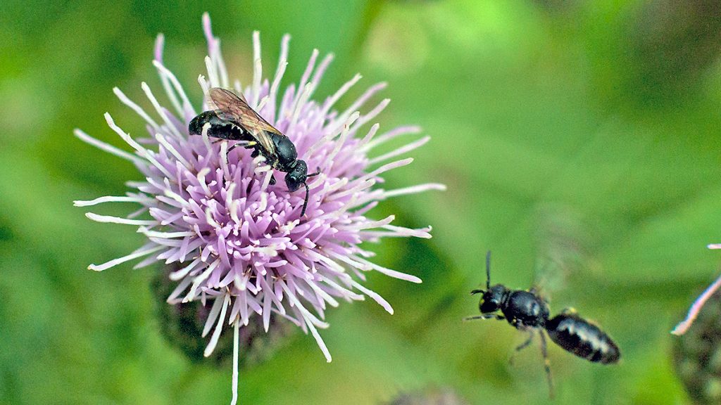 female Common Yellow-face Bee on Creeping Thistle flower
