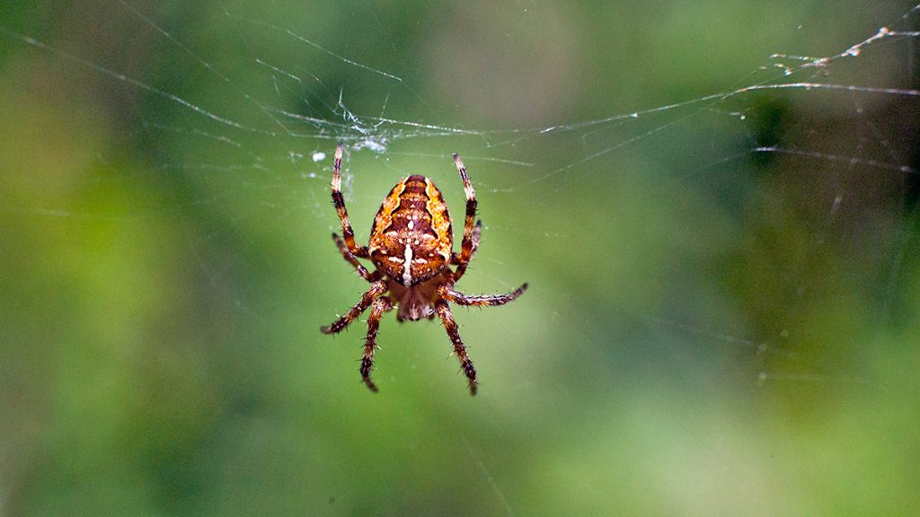 European Garden Spider on its web