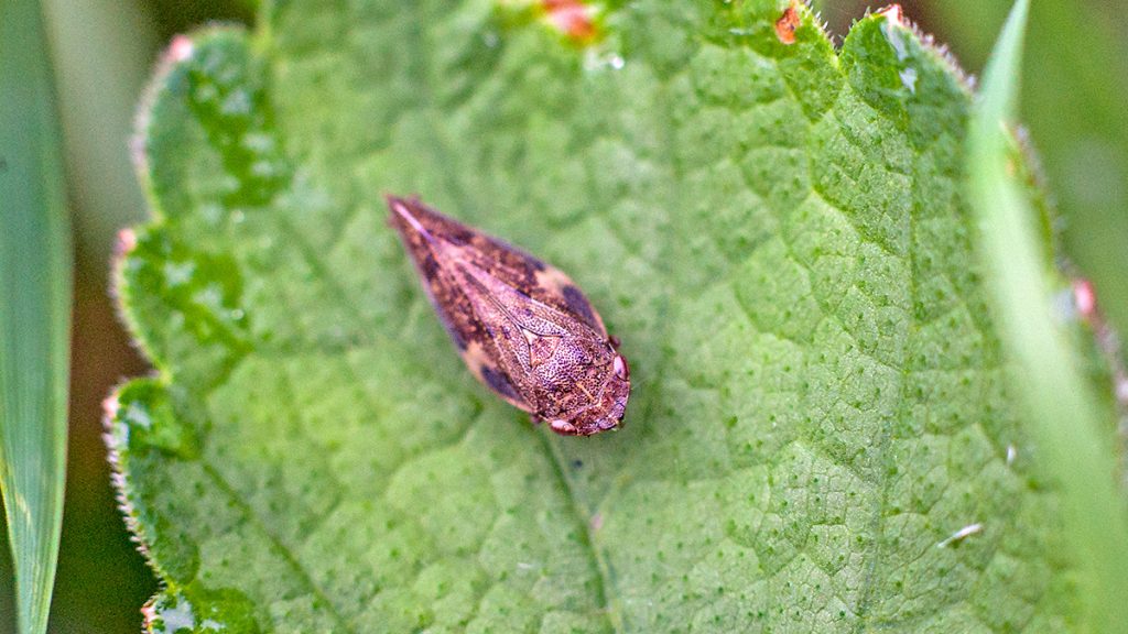 Alder Spittlebug on a Hogweed leaf