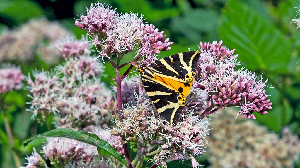Jersey Tiger Moth on Hemp-agrimony flower