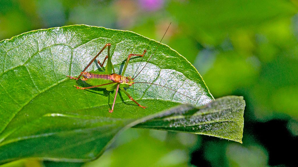 Speckled Bush-cricket
