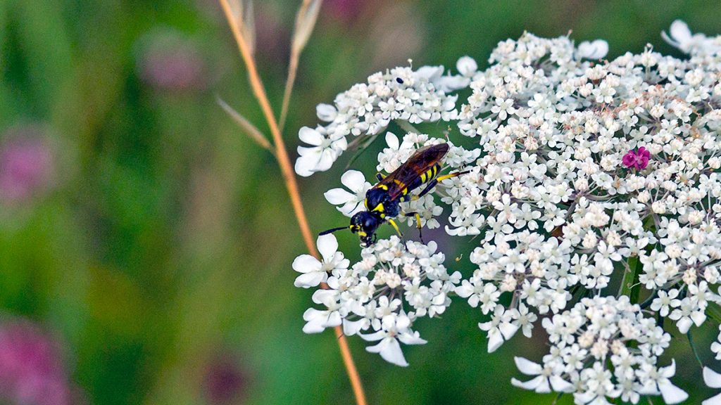 female Marjoram Wasp-Sawfly on Wild Carrot flower