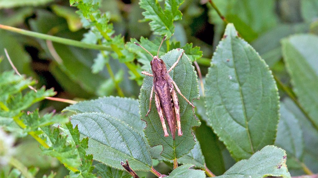 Rufous Grasshopper sitting on a leaf