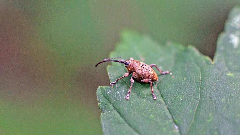 Acorn Weevil